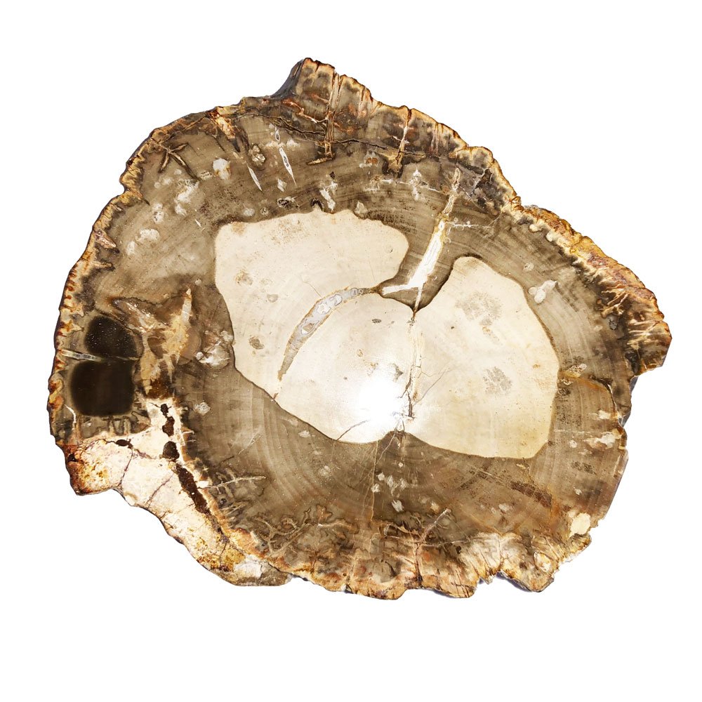 bois-fossilise-mcbf02