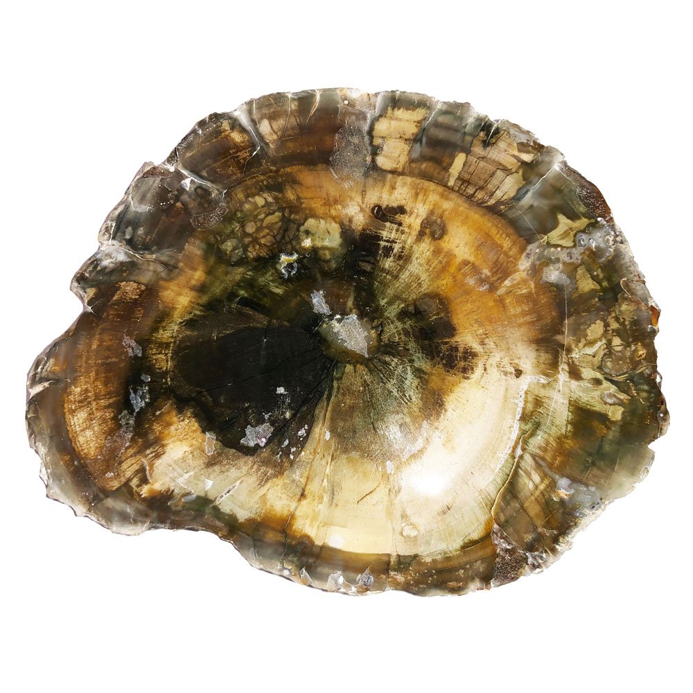 bois-fossilise-mcbf03