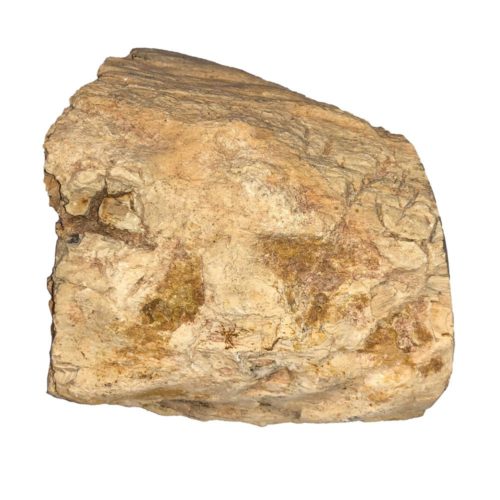 bois-fossilise-mcbf05