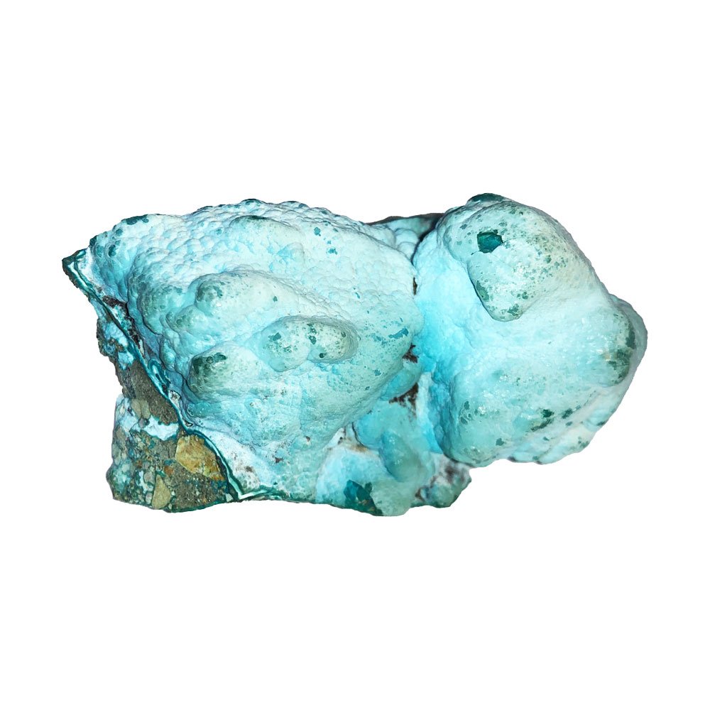 chrysocolle-du-congo-mccs01