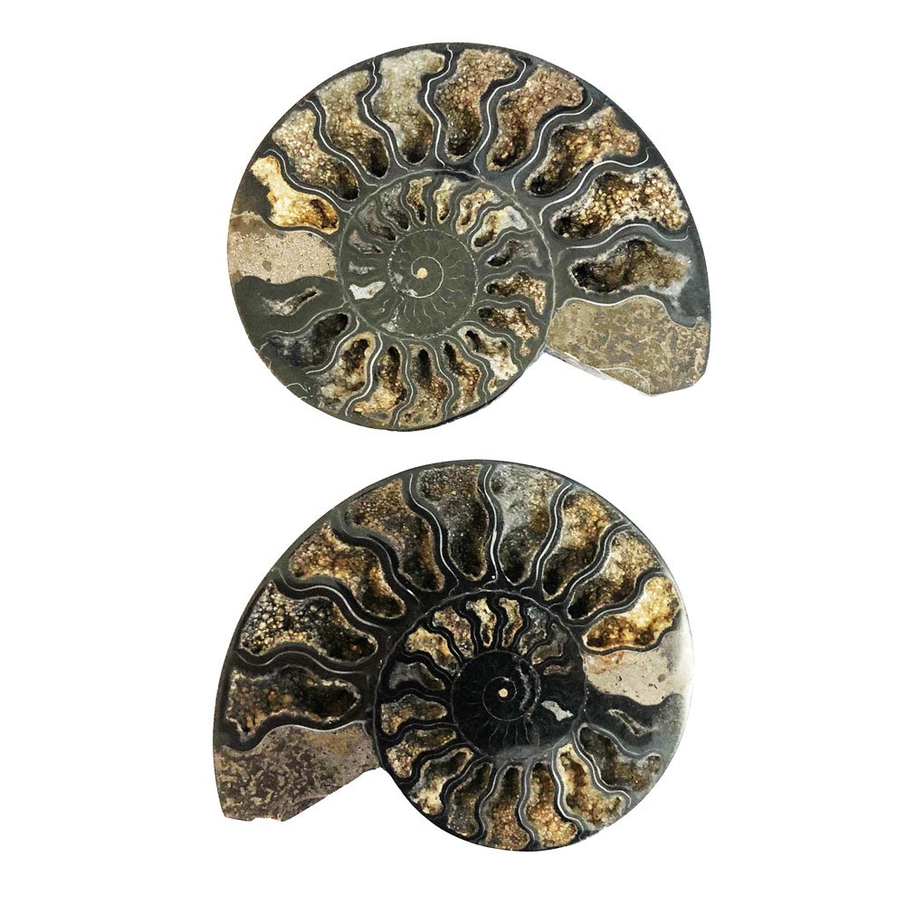paire-ammonite-mcami10