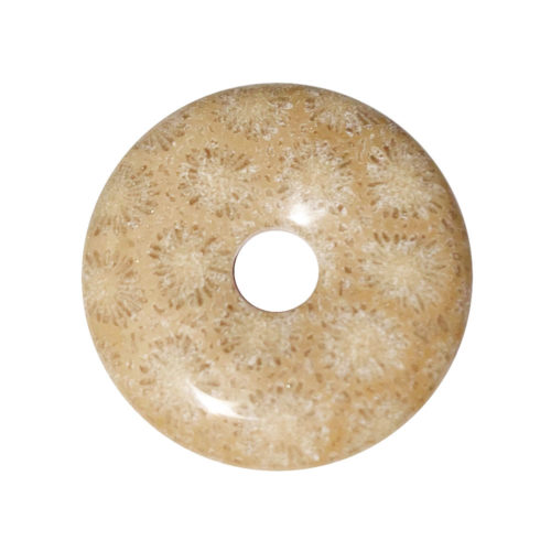 PI Chinois ou Donut Corail fossilisé