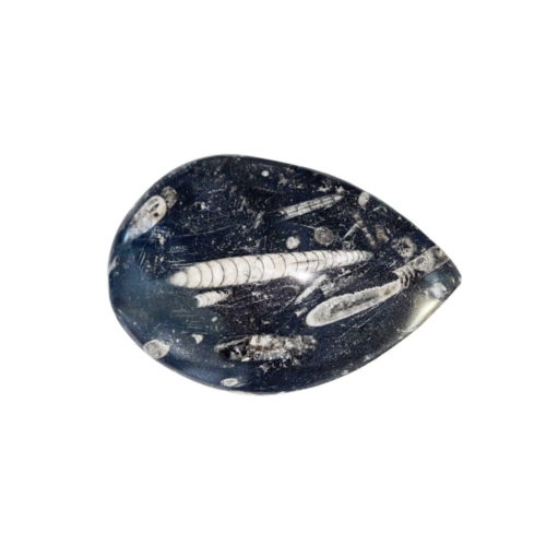 orthoceras-pierre-brute-taille-10-a-14cm