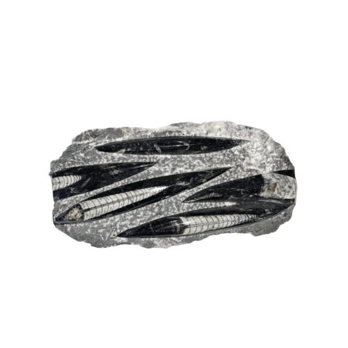 plateau-orthoceras-environ-20cm