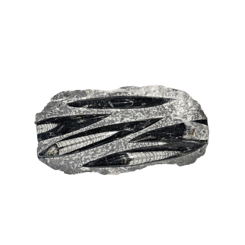 plateau-orthoceras-environ-20cm