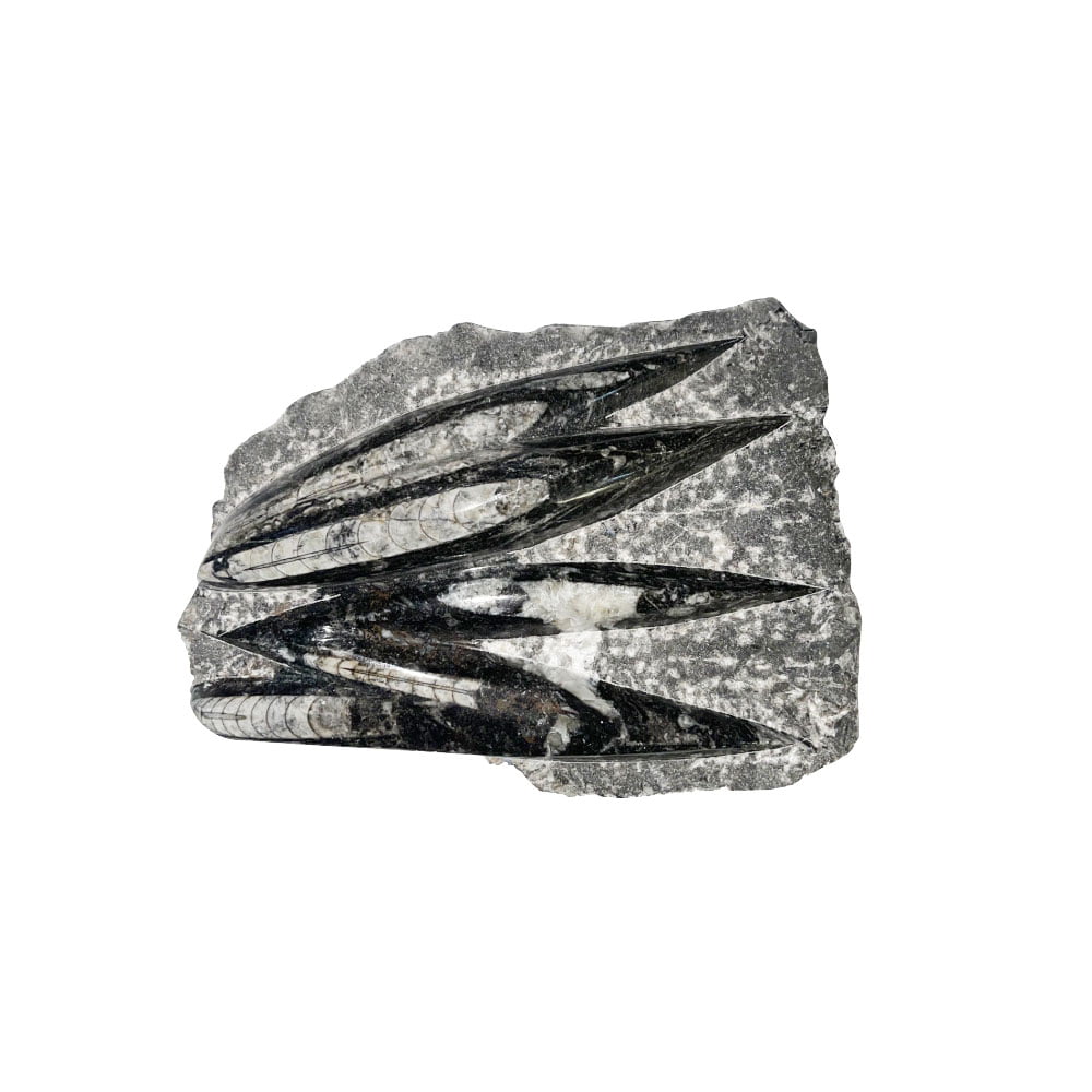 plateau-orthoceras-environ-20cm