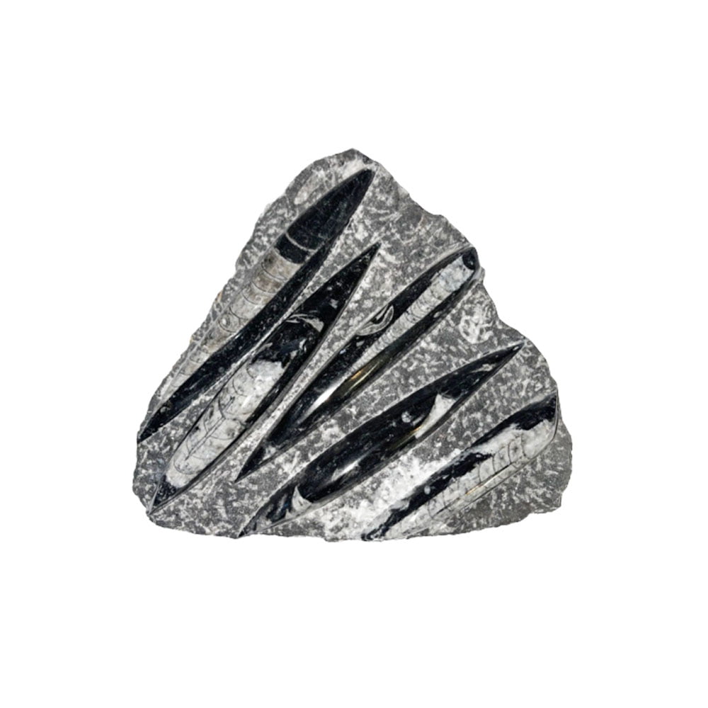 plateau-orthoceras-environ-20cm