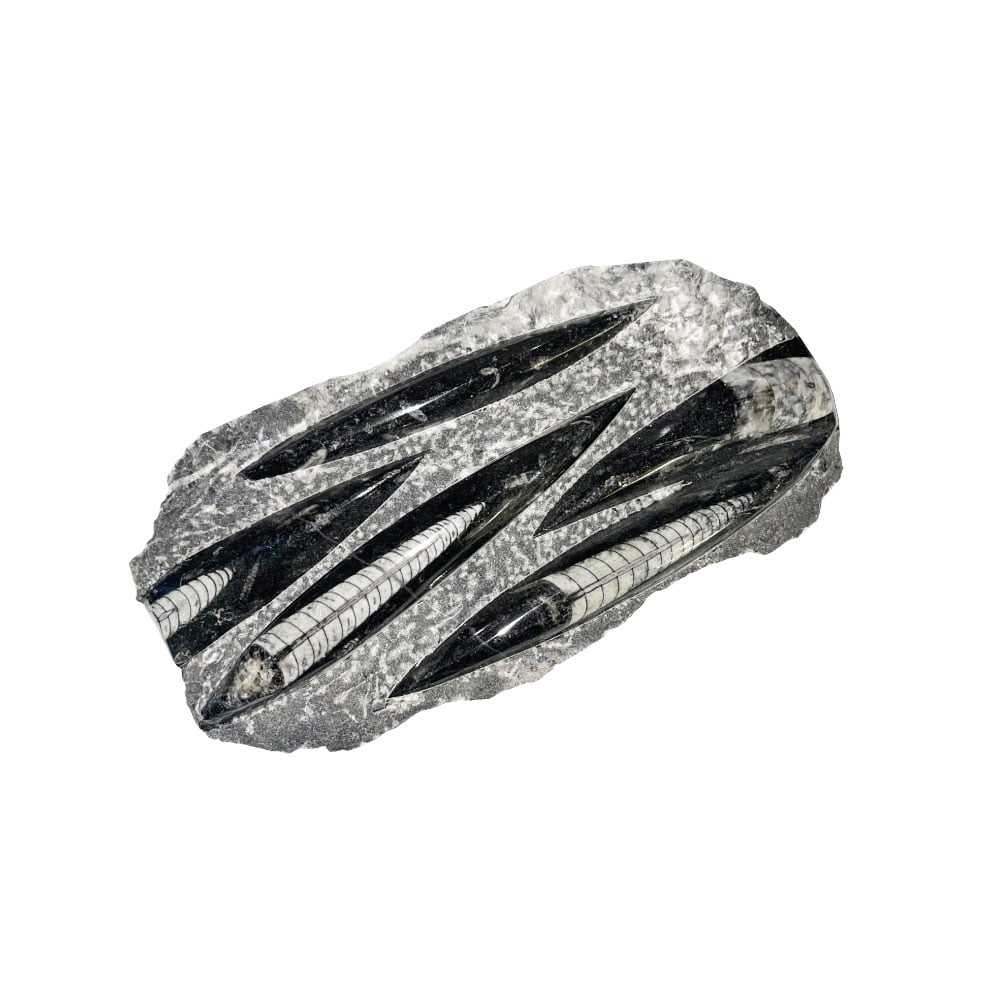 plateau-orthoceras-environ-20cm