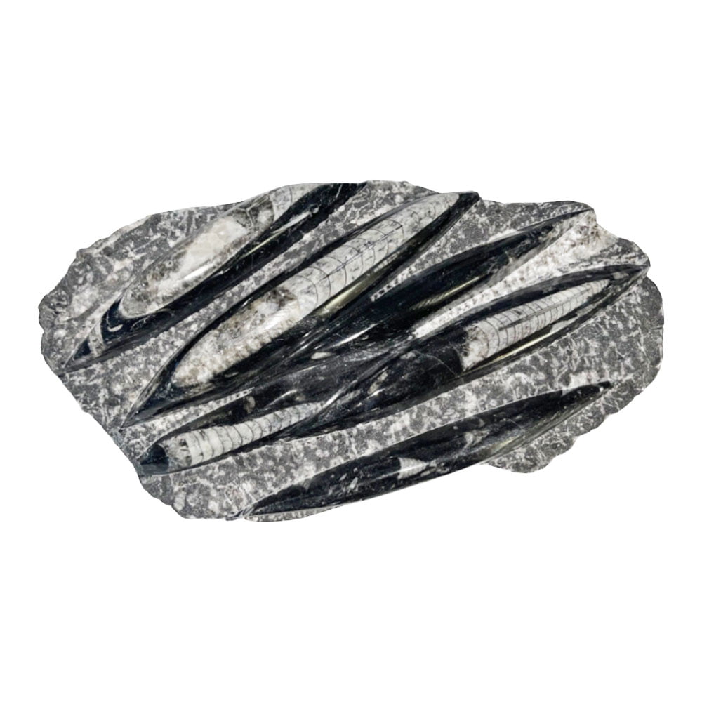 plateau-orthoceras-environ-entre-20cm-et-30cm