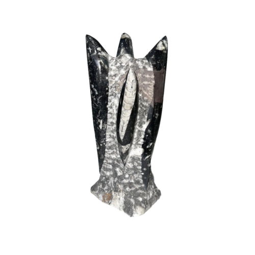 tour-orthoceras-entre-20-et-25cm