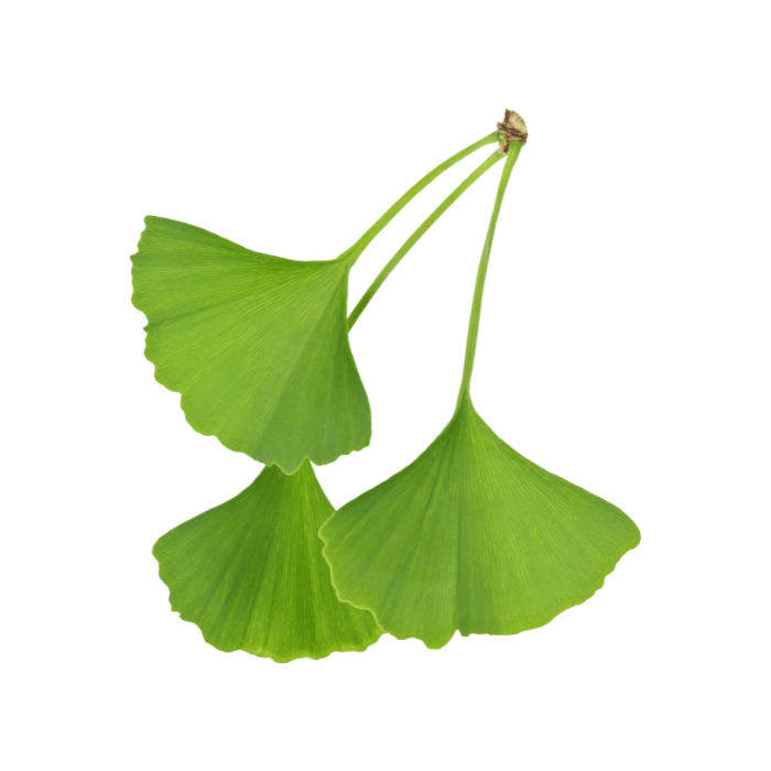 ginkgo-biloba