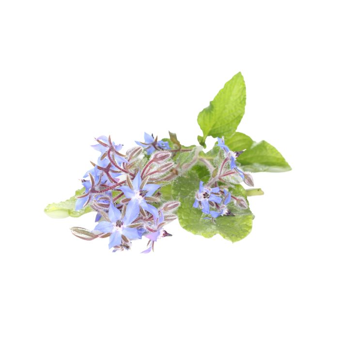 huile-vegetale-bourrache