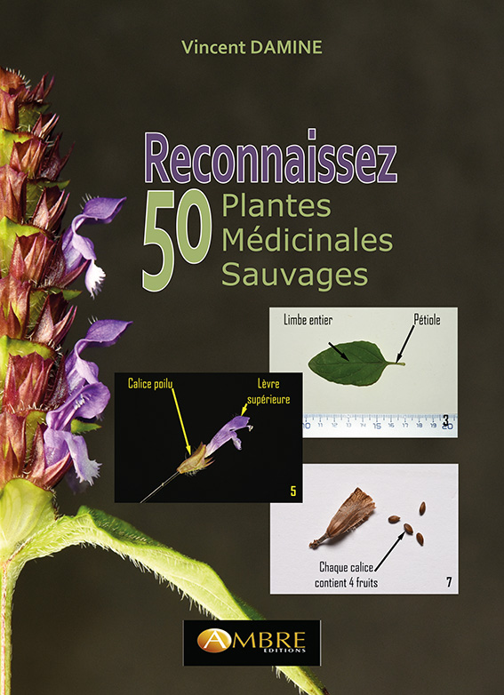 Reconnaissez 50 plantes médicinales sauvages