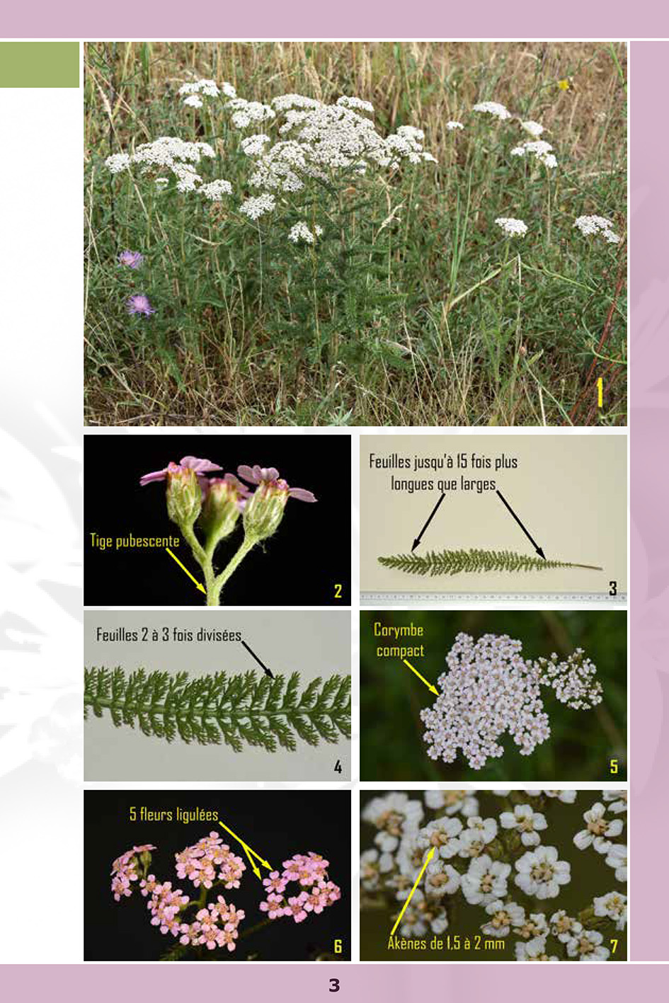 Reconnaissez 50 plantes médicinales sauvages - Image 2