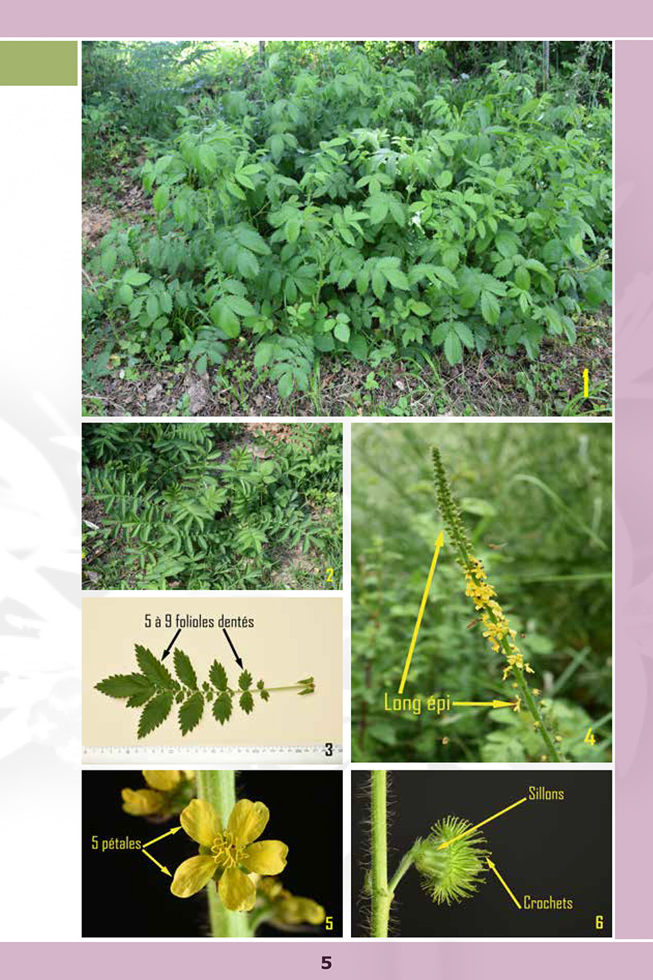 Reconnaissez 50 plantes médicinales sauvages - Image 3